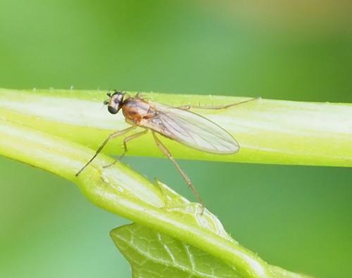 Lonchoptera sp.